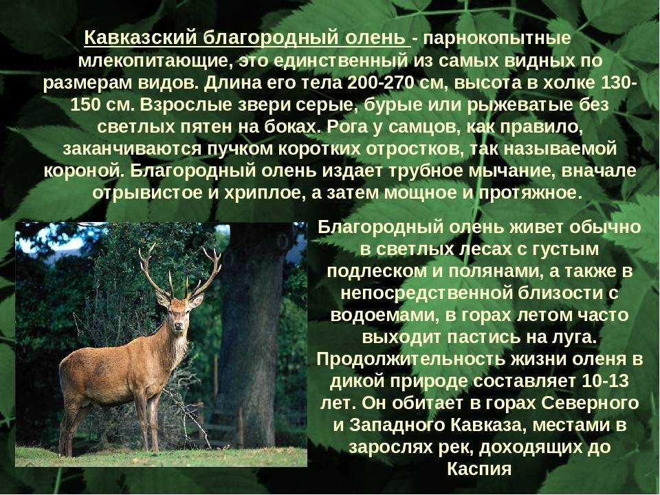 Виды оленей. описание, особенности, фото и названия видов оленей | живность.ру
