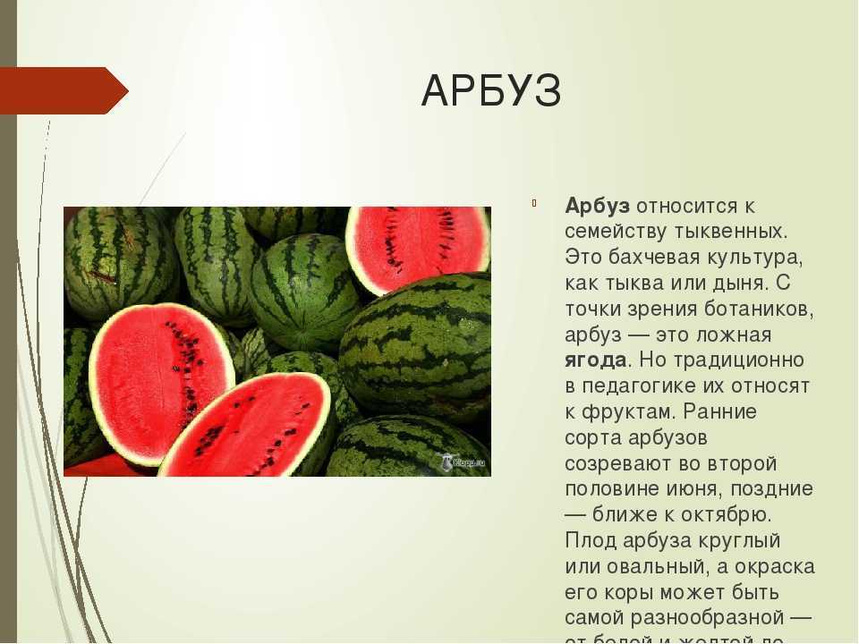 Соседи арбуза на участке, что можно и что нельзя сажать рядом