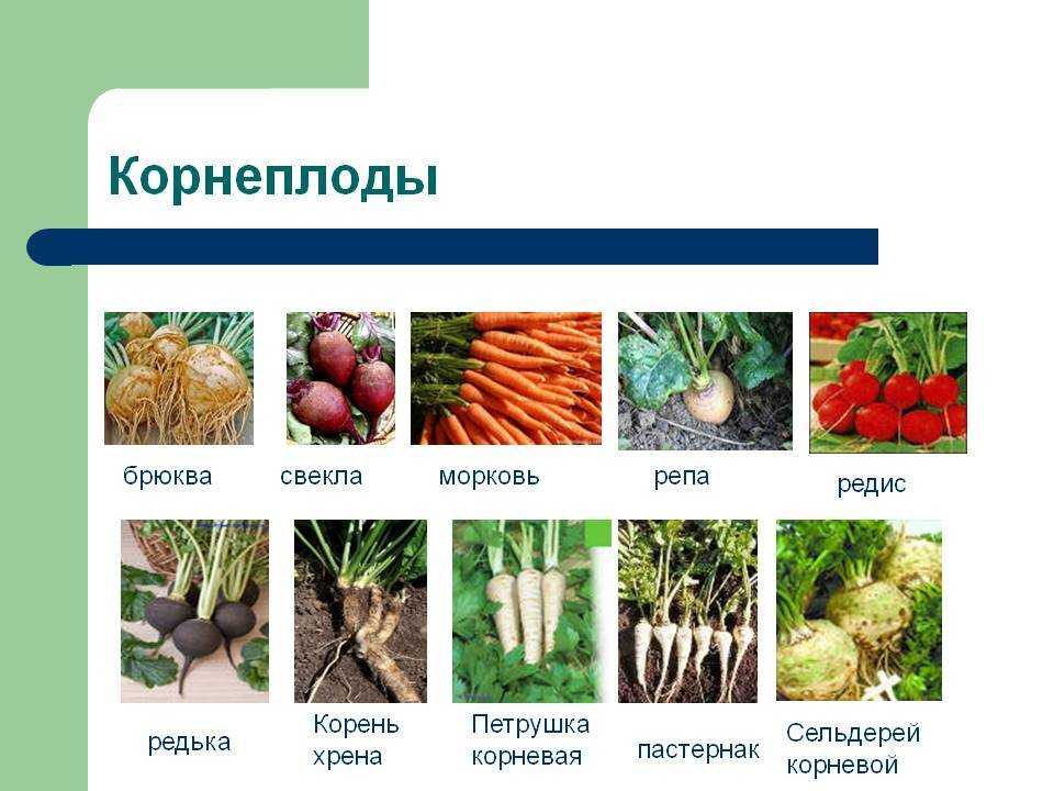 Батат: виды, условия хранения + 15 идей рецептов
