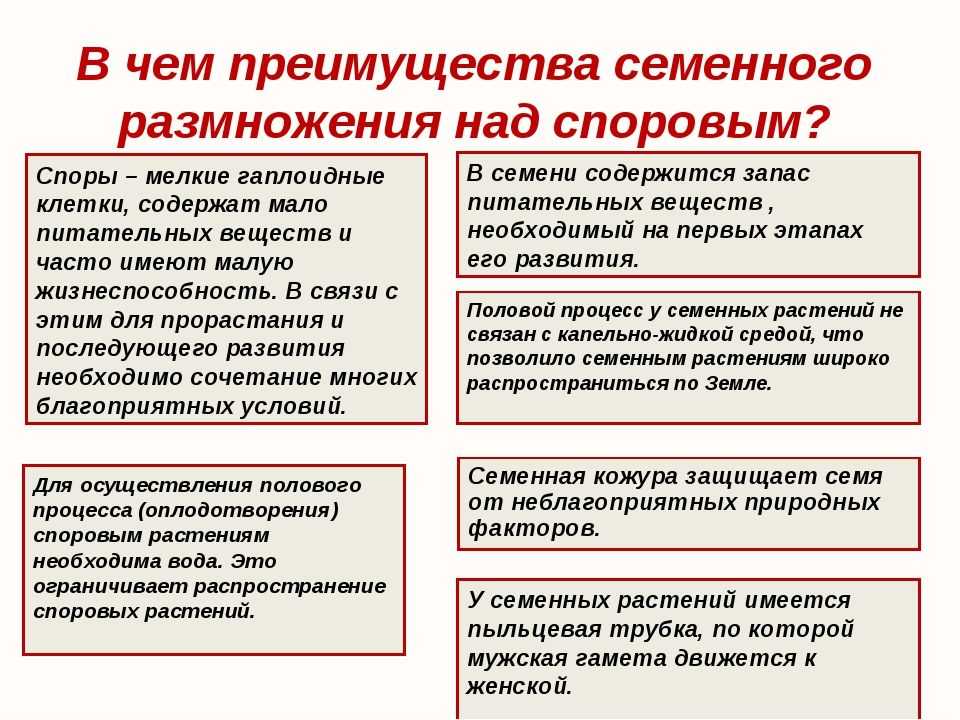 Семя и спора: в чем разница? все, что нужно знать о происхождении и функциях семян