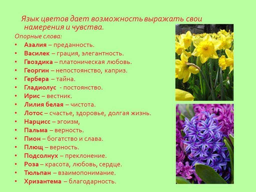 Цветок любви: комнатные растения, приносящее счастье и благополучие в дом