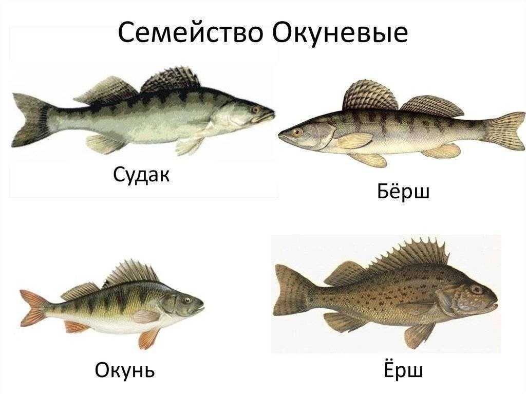 Судак