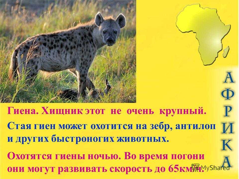 Гиены: описание, виды, место обитания, рацион и образ жизни | планета животных