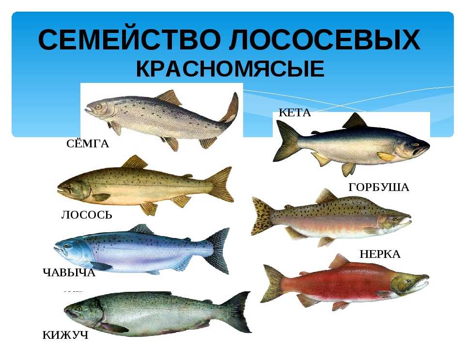 Изобилие рыбных пород на рынке зачастую затрудняет выбор Голец и горбуша -- две из наиболее распространенных рыб, которых можно купить в магазине И хотя