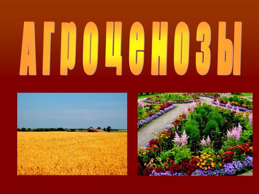 В чем отличие агроценоза от биоценоза