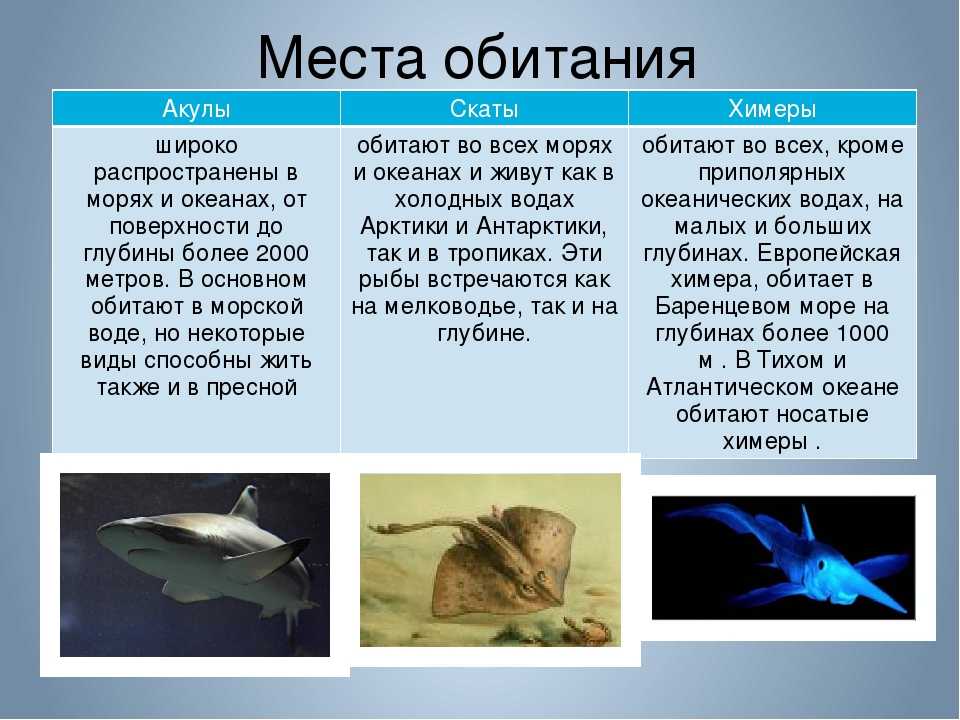 Килька🐟 польза и вред, 8 свойств для организма, чем опасны консервы