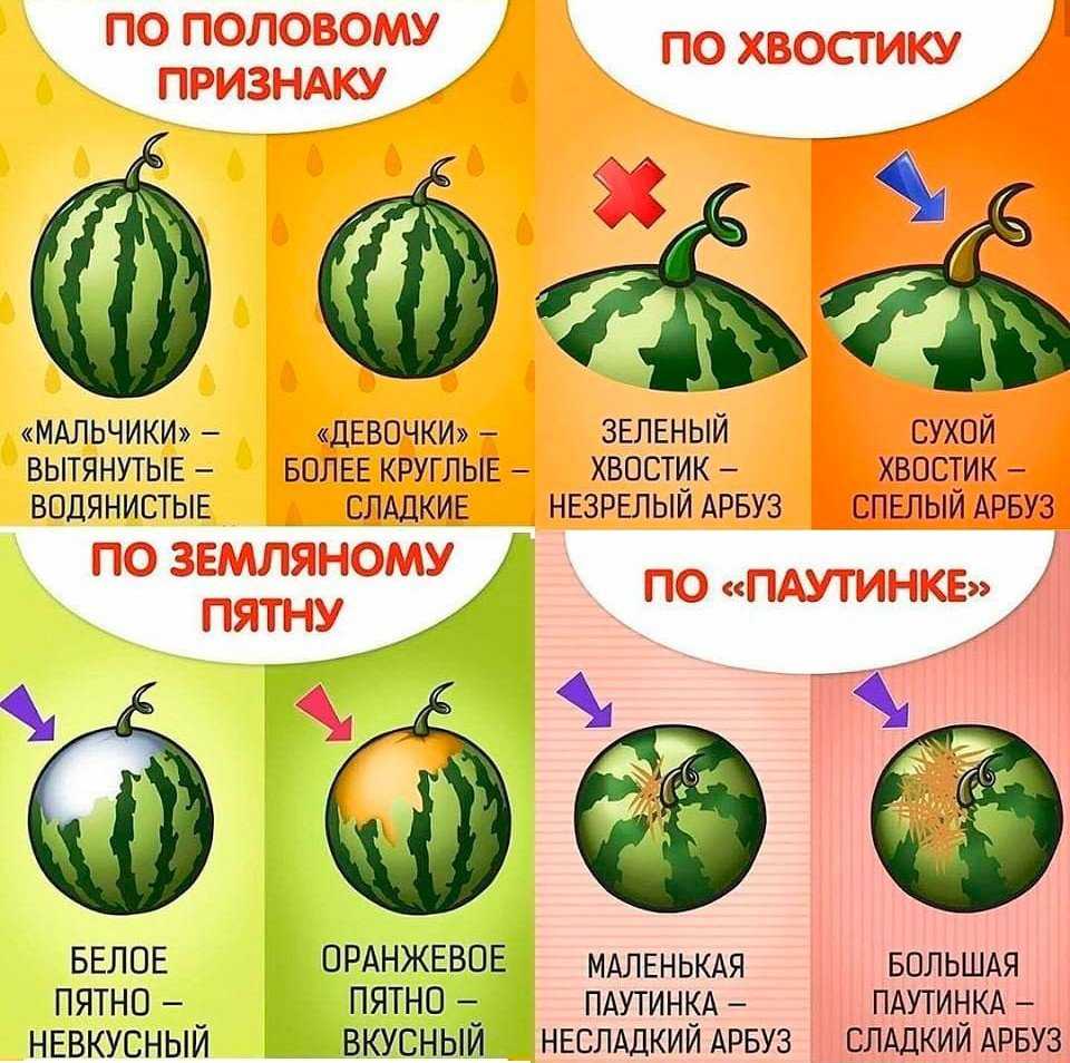 Почему арбуз - ягода, а не фрукт или овощ