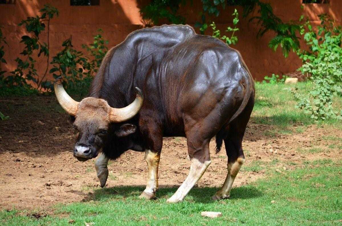 Чем отличается буйвол от быка