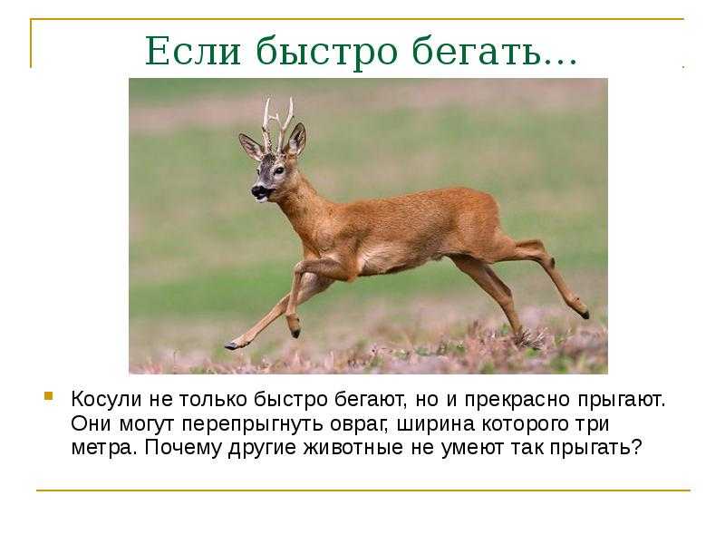 Олень