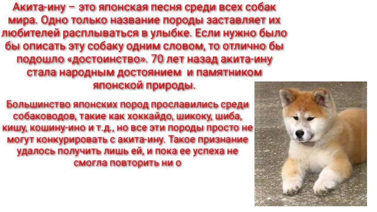 Хаски: описание породы, разновидности, характер, содержание, уход, фото