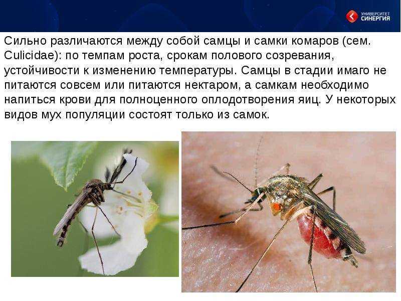 Как отличить обычного комара от малярийного кратко