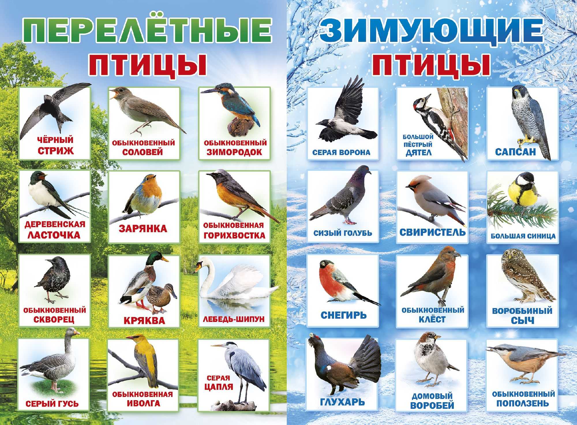 Снегири – фото, описание, ареал, рацион, враги, популяция