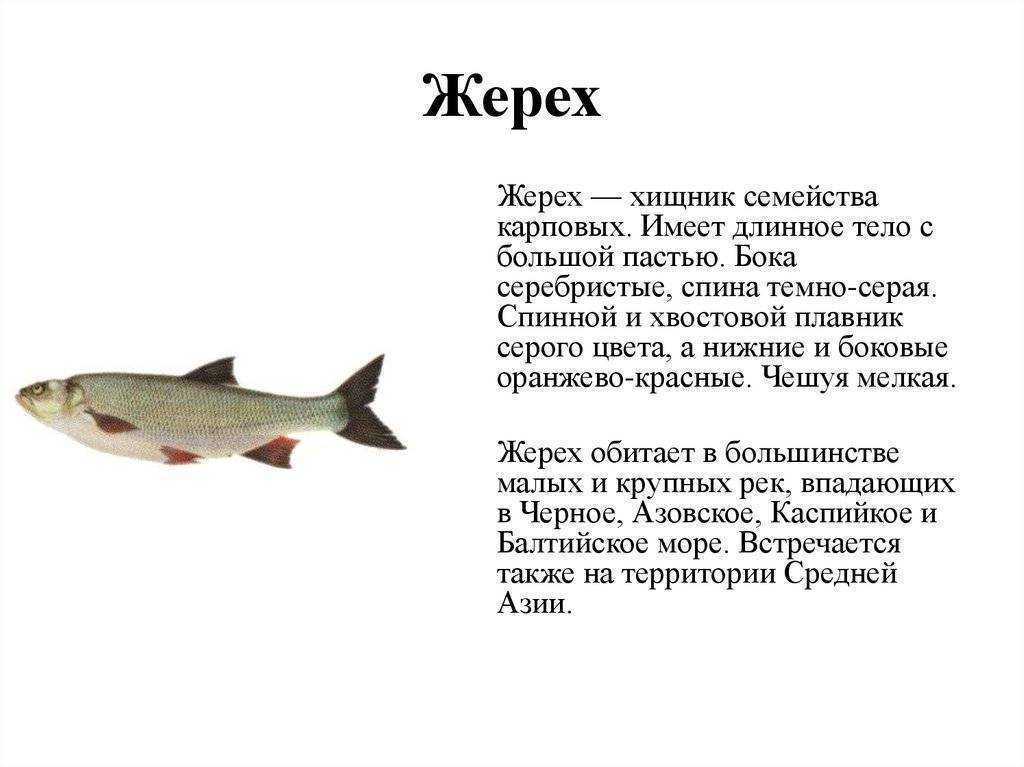 На что ловят жереха? лучшие наживки и приманки, где ловить жереха