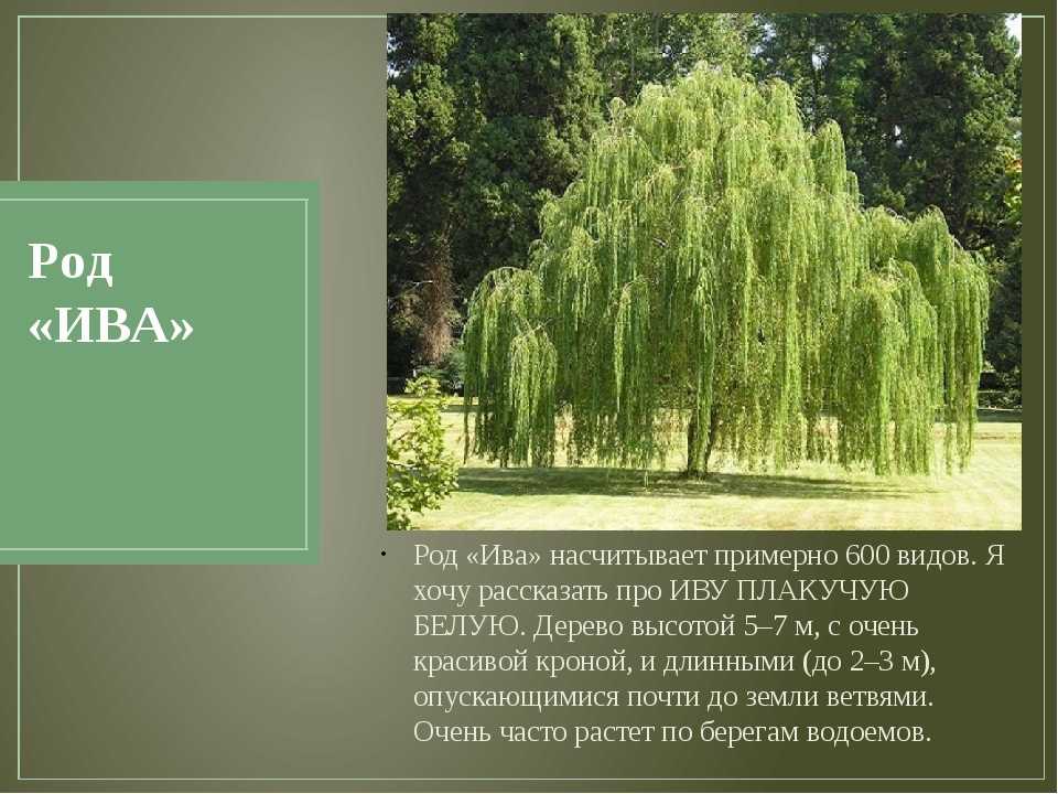 Вопрос: верба и ива