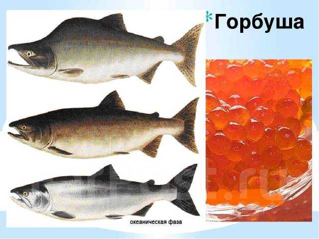 Лососевые рыбы – фото и названия