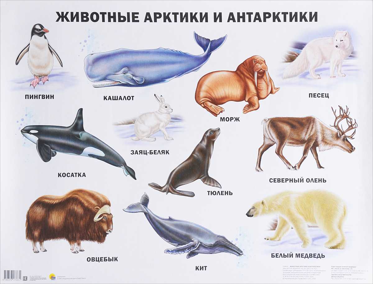 Животные арктики и антарктики - животный мир