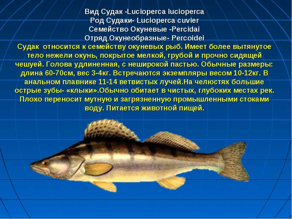 Невероятная польза от желтохвостой рыбы лакедры