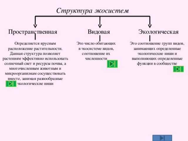 Биоценоз - определение, структура, состав, организмы, примеры и роль — природа мира