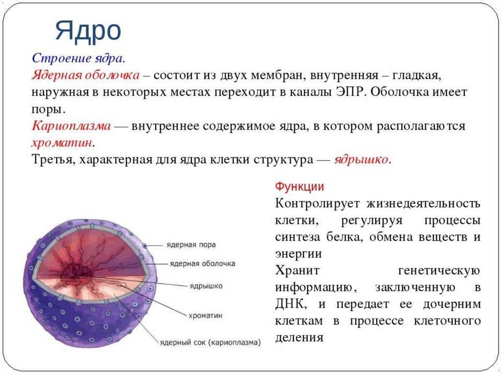 Ядро и ядрышко? 7 фактов, которые вы должны знать