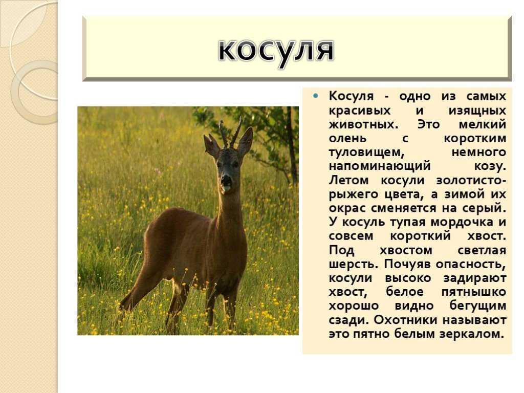 В лесах многих стран обитают косули и олени. Несмотря на то, что они оба относятся к семейству оленевых, между ними есть ряд существенных отличий. В