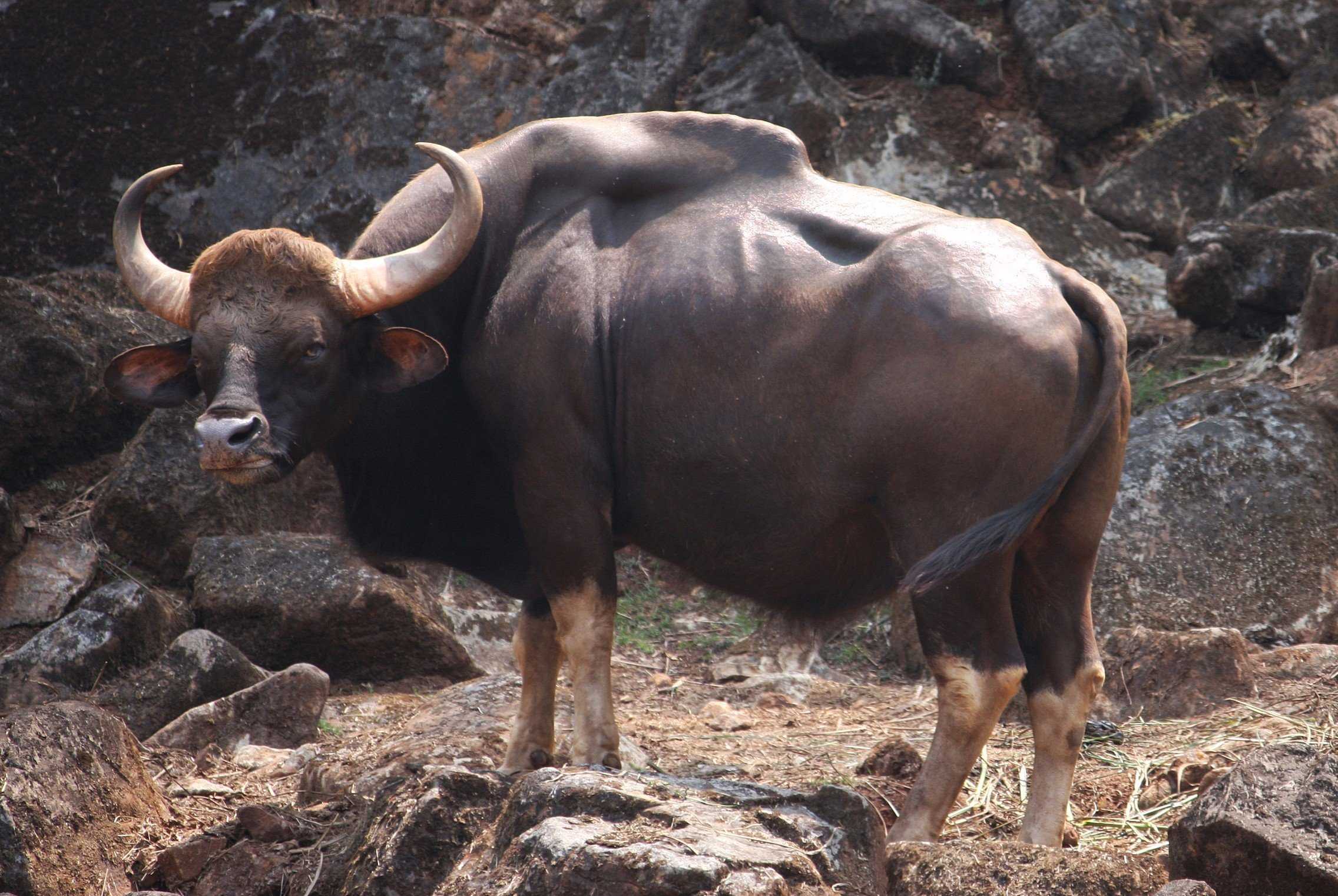 Определение и разница между быком и быком ▷➡️ postposmo | постпост