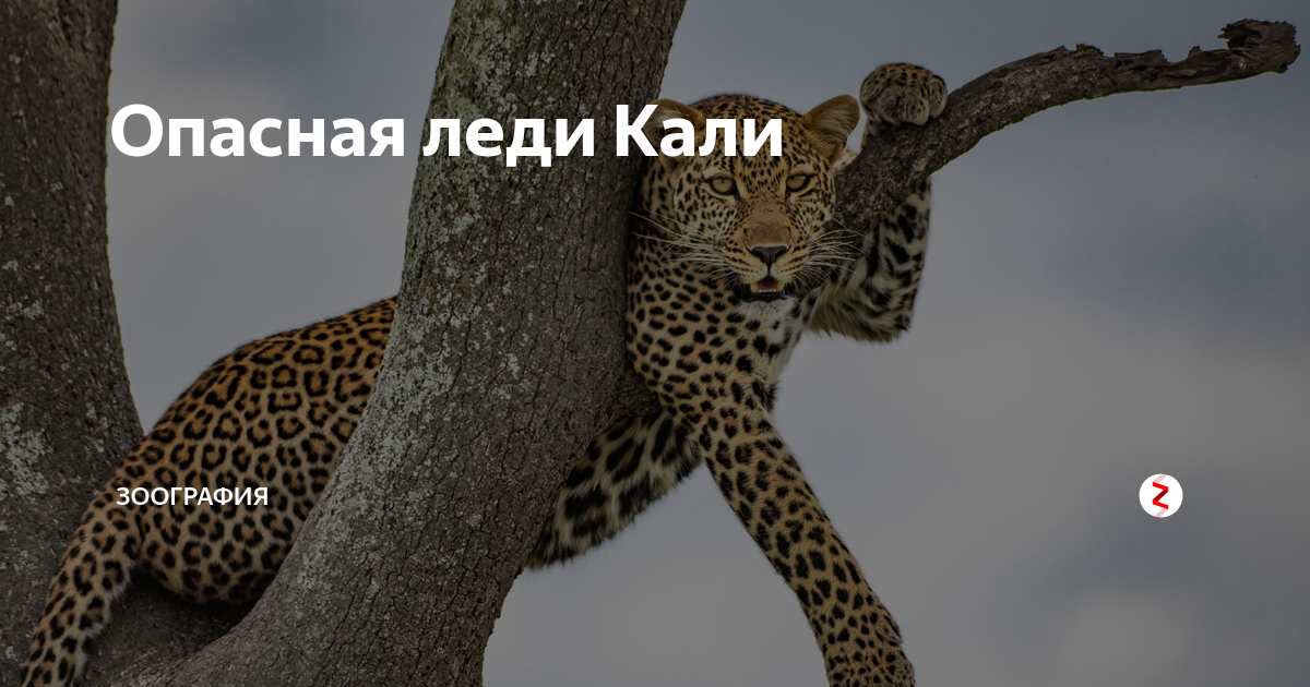 Как размножаются тараканы в квартире: фото яиц, беременного насекомого и личинок, жизненный цикл