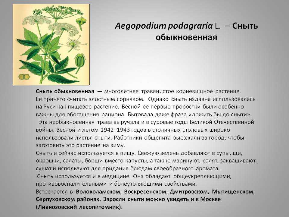 Основные отделы растений. особенности строения и жизнедеятельности. | егэ по биологии