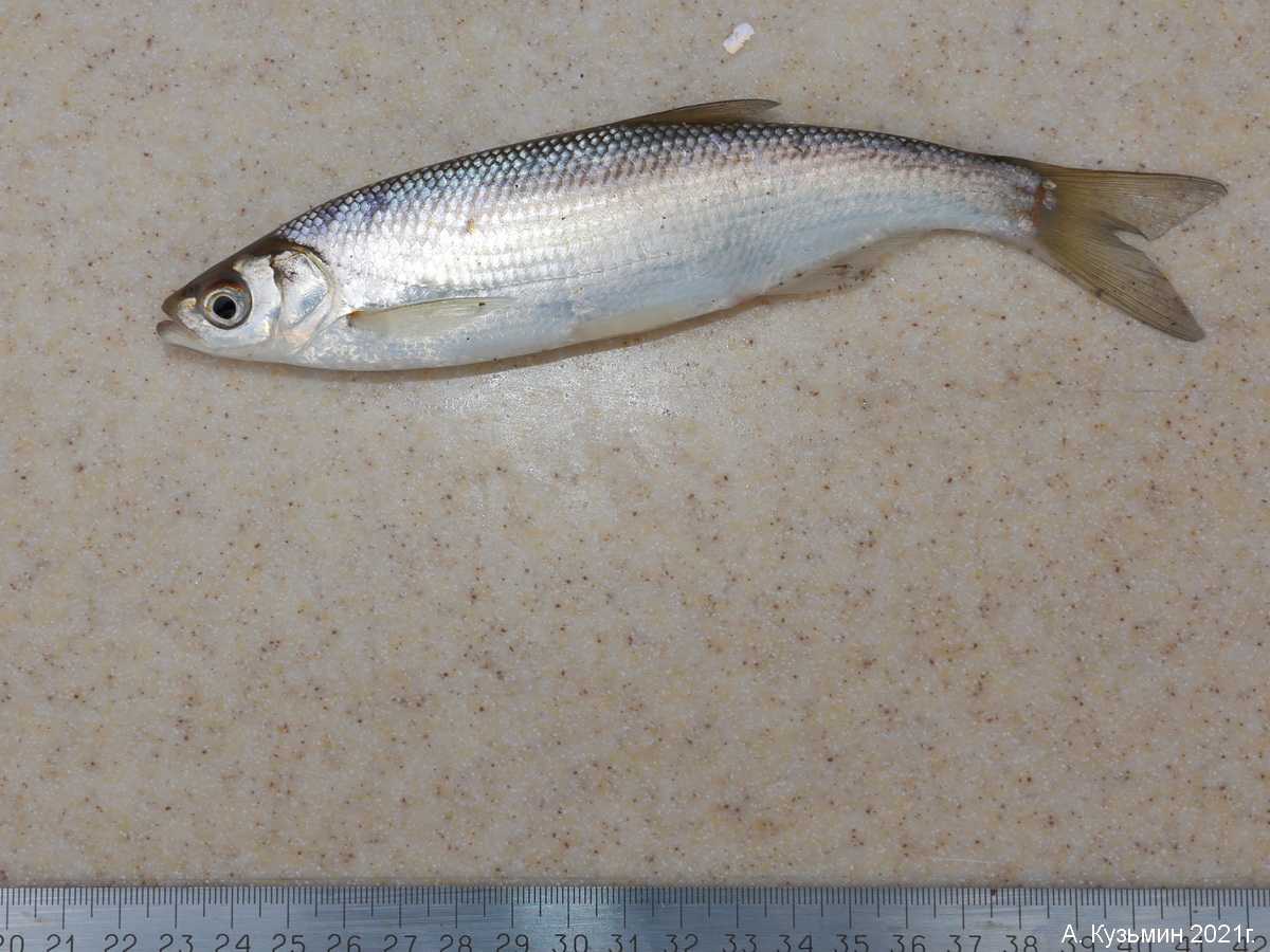 Рыбец (сырть, вимба)