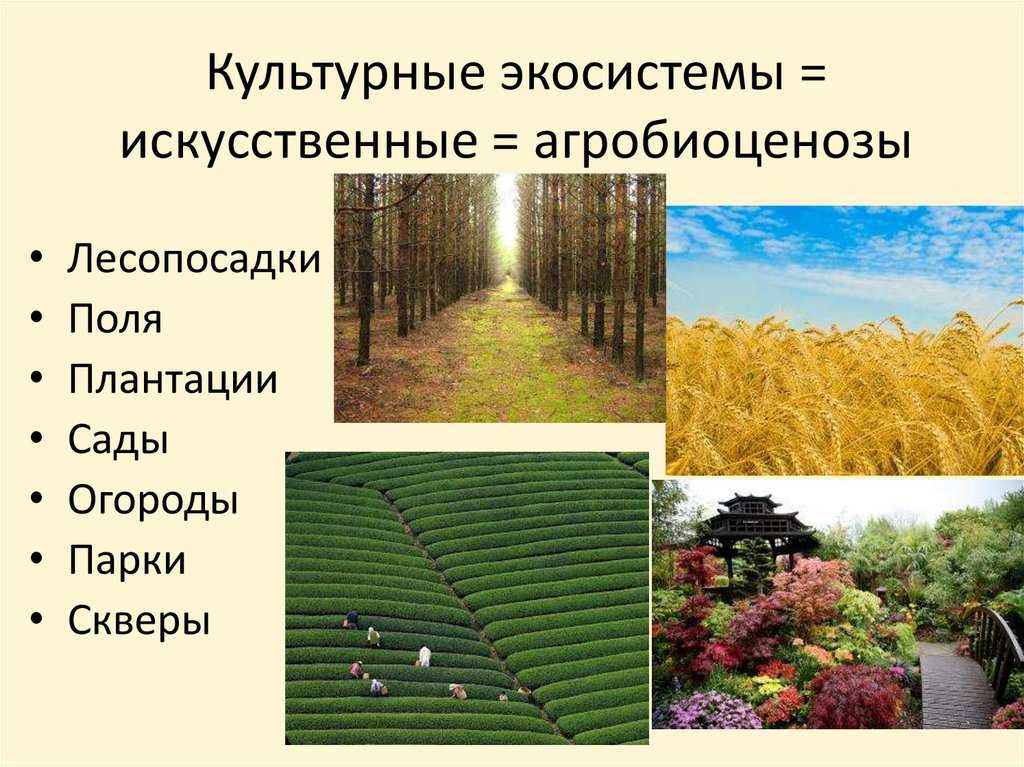 Агроценоз