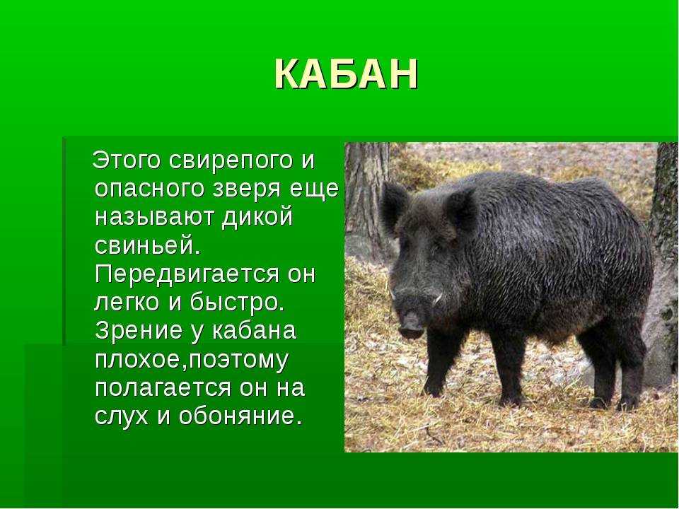 Кабан: характеристика, виды и образ жизни | планета животных
