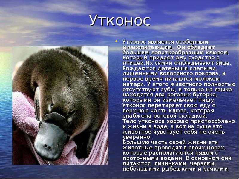 Хорек: внешний вид, образ жизни и виды пород