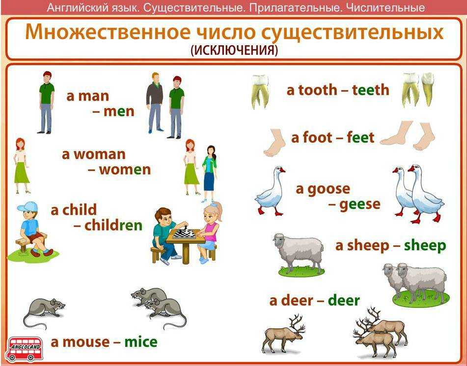 Единственное и множественное число в английском языке