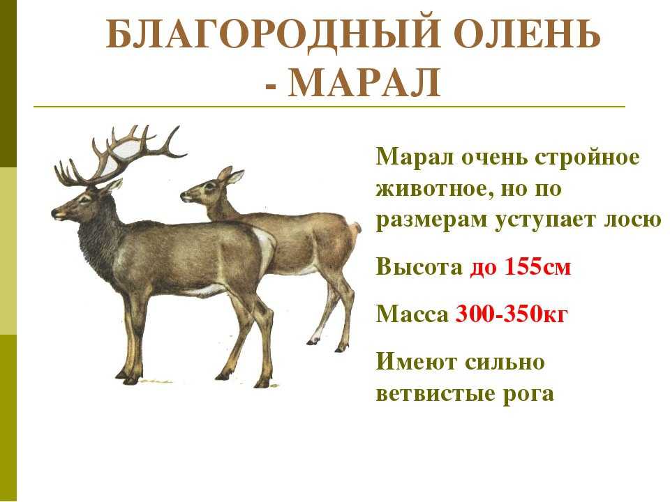 Марал: описание животного, фото оленя, где обитает, чем питается, размножение, подвиды, интересные факты.