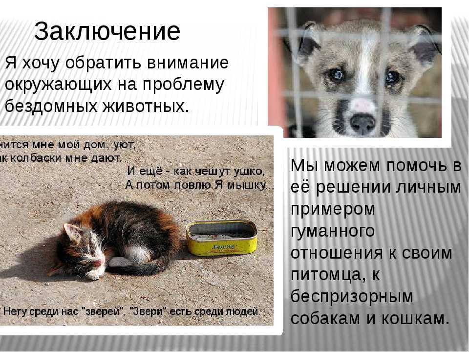 Куда можно отдать домашнюю собаку