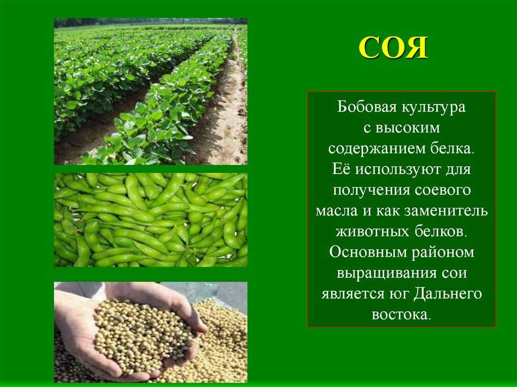 Соя полезна или вредна: польза и вред бобов для женщин