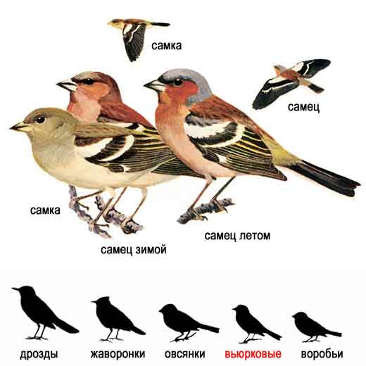 Budgie vs lovebird | which is right for me? - psittacology