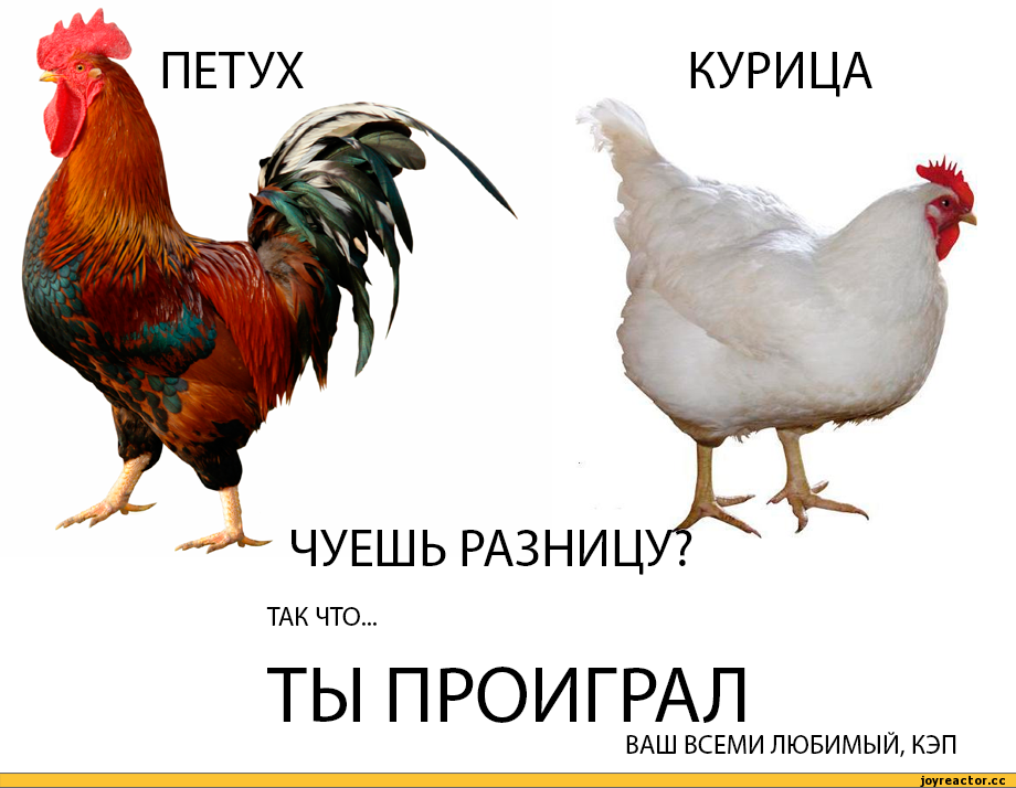 Как определить курица или петух по цыпленку, как отличить на 1 сутки