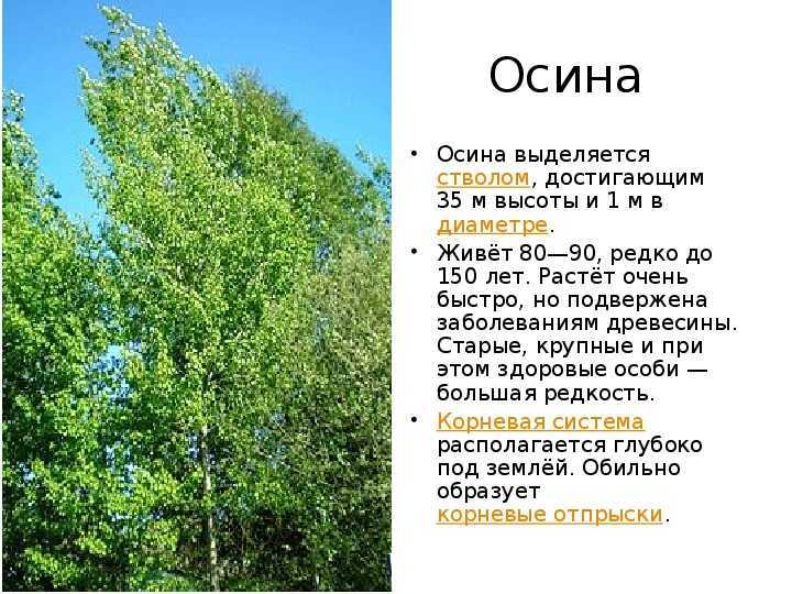 Как отличить осину от тополя