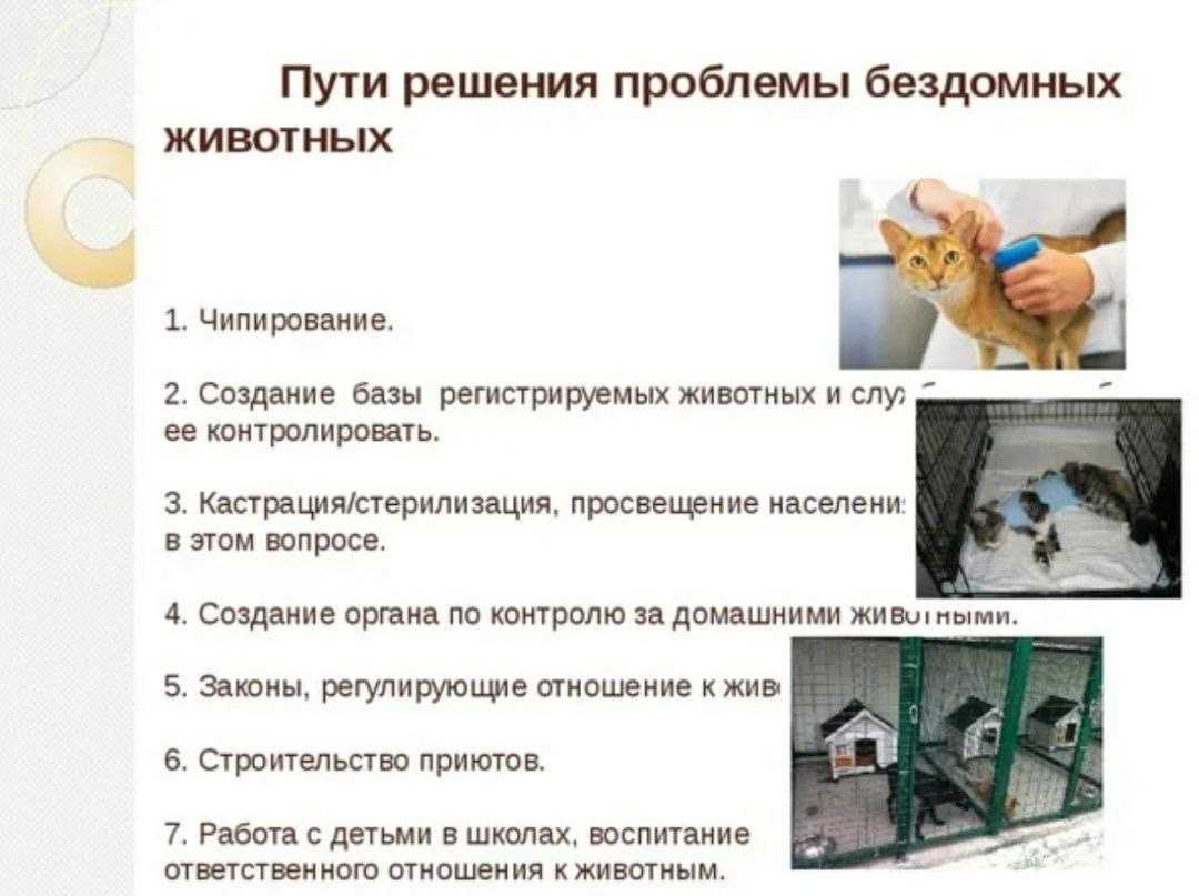 В какие приюты можно отдавать собак навсегда и как это сделать правильно