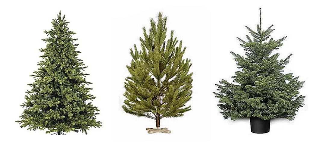 Чем ель отличается от елки? 14 фото это разные деревья или нет? отличия по размеру иголок и другим параметрам