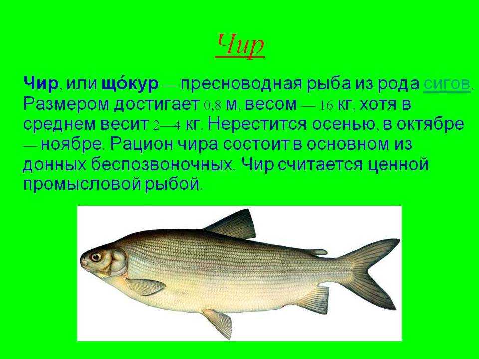 Поморы: что нам известно о легендарных жителях северных берегов - русский север