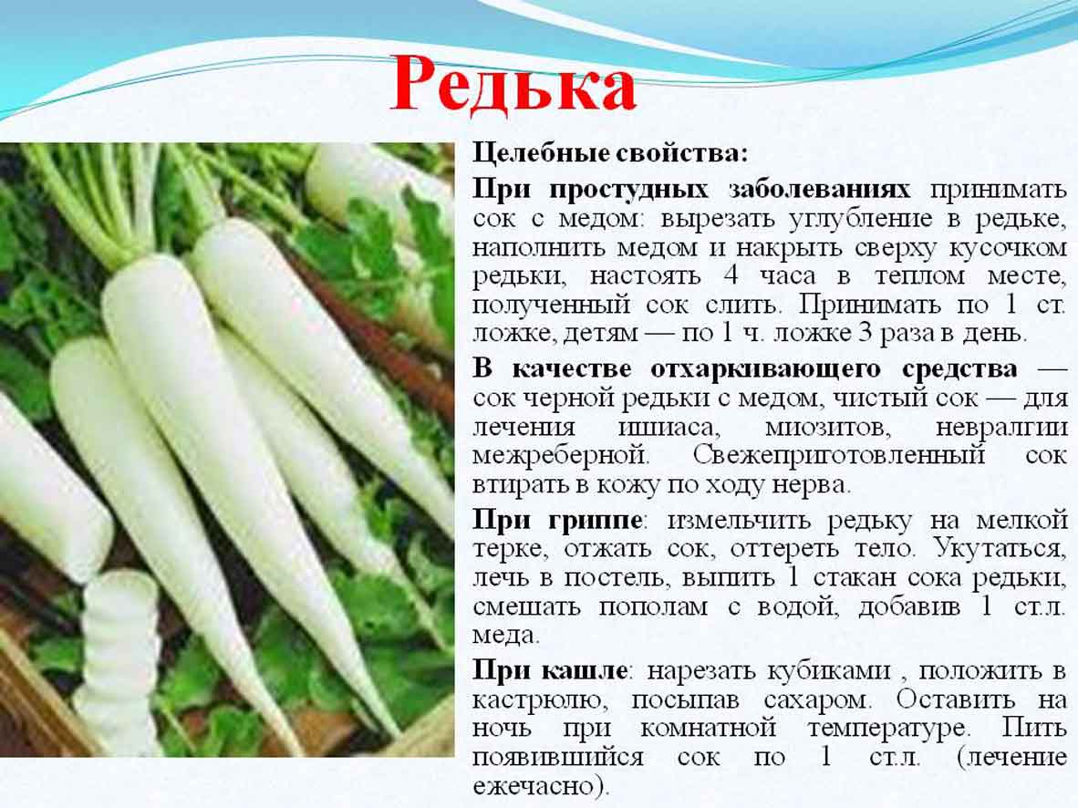 Репа и редька: как выглядят, в чем разница, как отличить, что полезнее