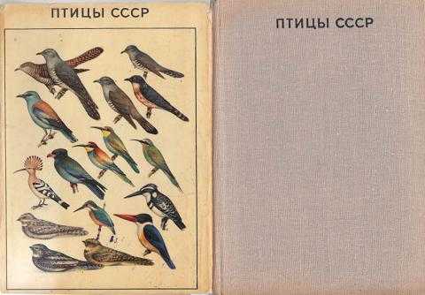 Как определить пол птенца ушастой совы. сова как домашнее животное. почему совы, сычи и филины охотятся только ночью