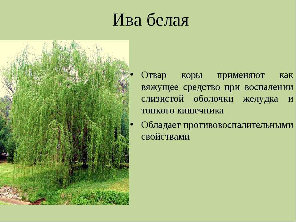 Как отличить ольху от вербы. почему верба цветет рано