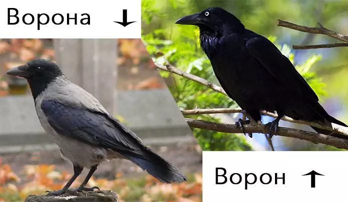 Ворона, сорока, воробей: сравнение и характеристики этих птиц