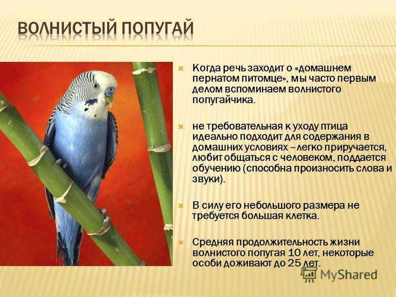 Как подобрать домашнее животное под свой образ жизни | super.ua