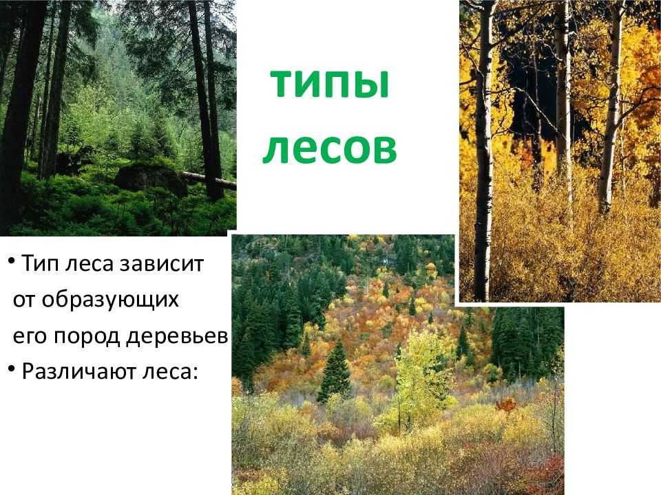 Как отличить лиственницу от сосны 👉 технические данные пиломатериалов - про фанеру