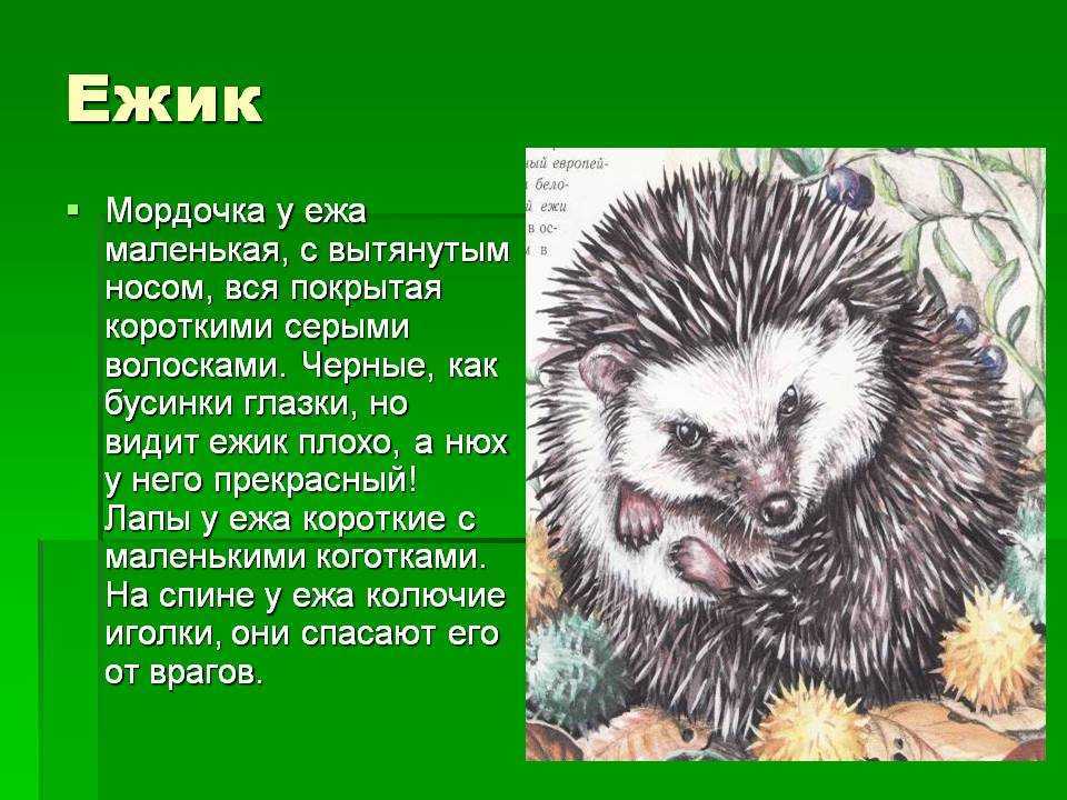 Как отличить ежа от ежихи по внешнему. еж – описание, виды, где живет, чем питается, размножение, фото