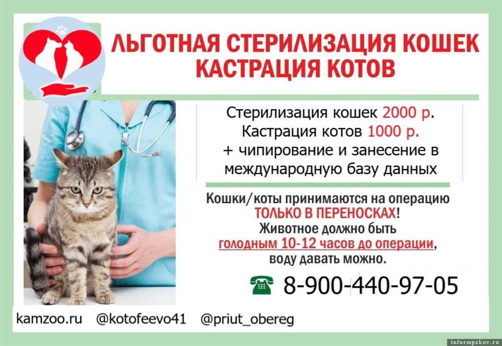 В 2023 году в Москве запустят программу бесплатной стерилизации кошек Эта мера позволит уменьшить число бродячих животных и контролировать их