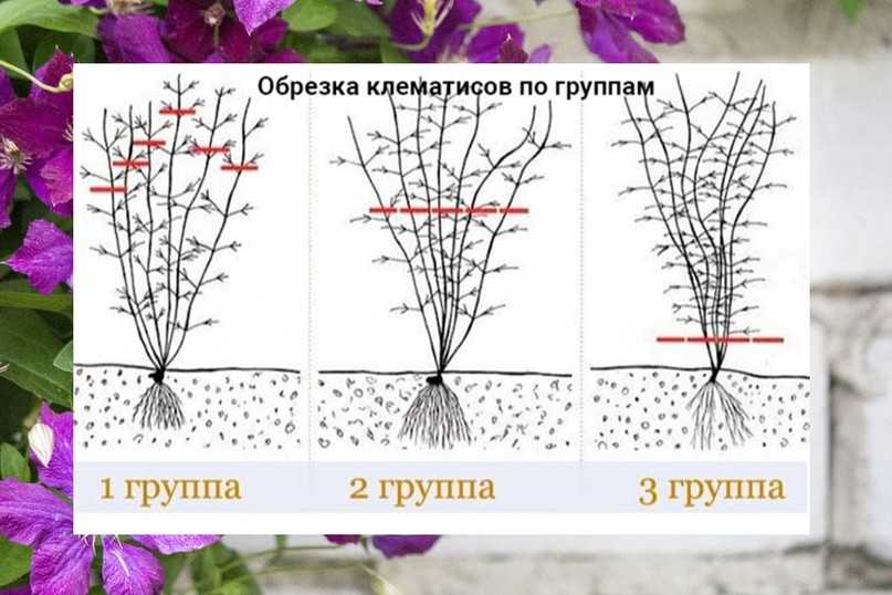 Какие клематисы цветут непрерывно с весны до осени? / асиенда.ру